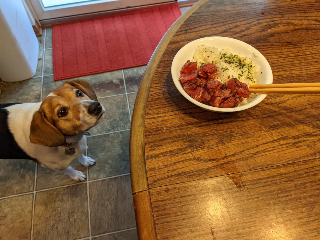 Togo sniffing and staring longingly at a bowl of poke.