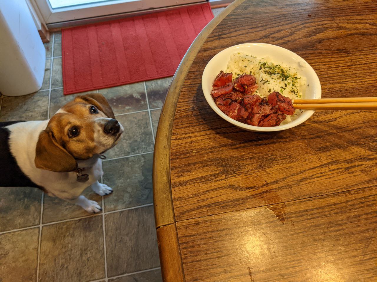 Togo sniffing and staring longingly at a bowl of poke. Togo sniffing and staring longingly at a bowl of poke.