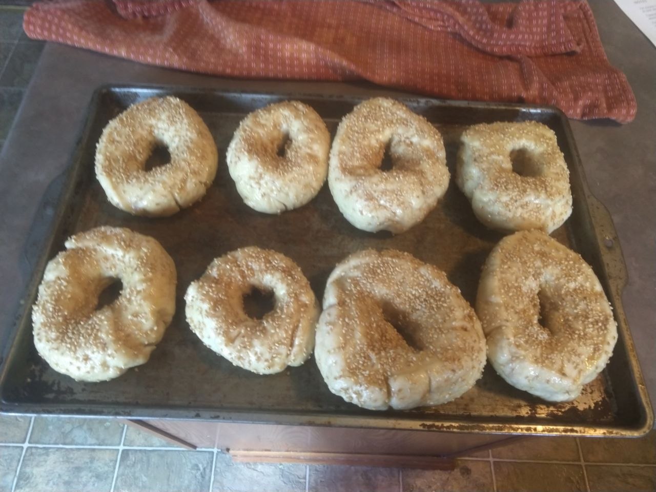 Bagels on baking sheet with egg wash. Bagels on baking sheet with egg wash.