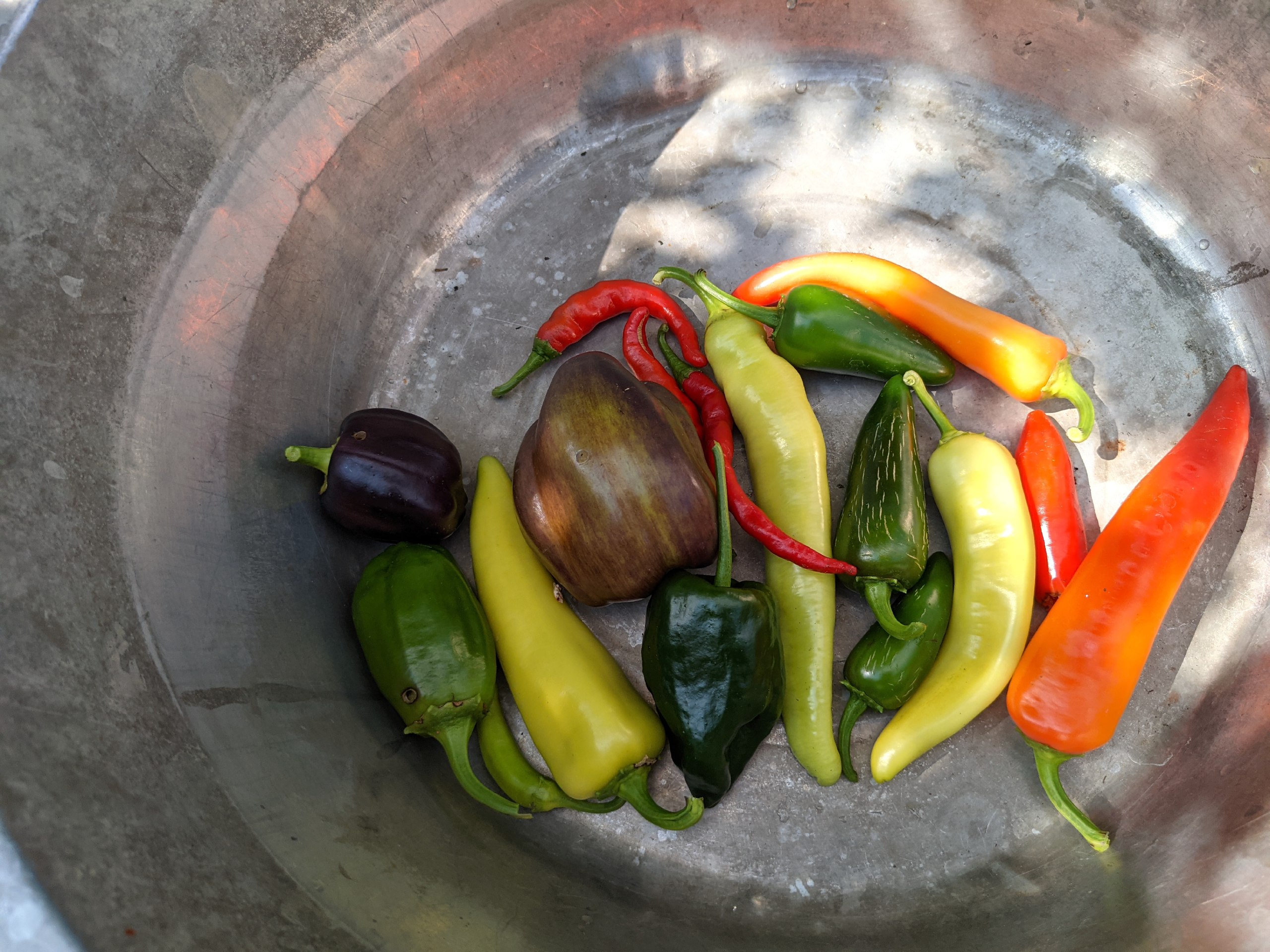 Peppers picked from the garden. Peppers picked from the garden.