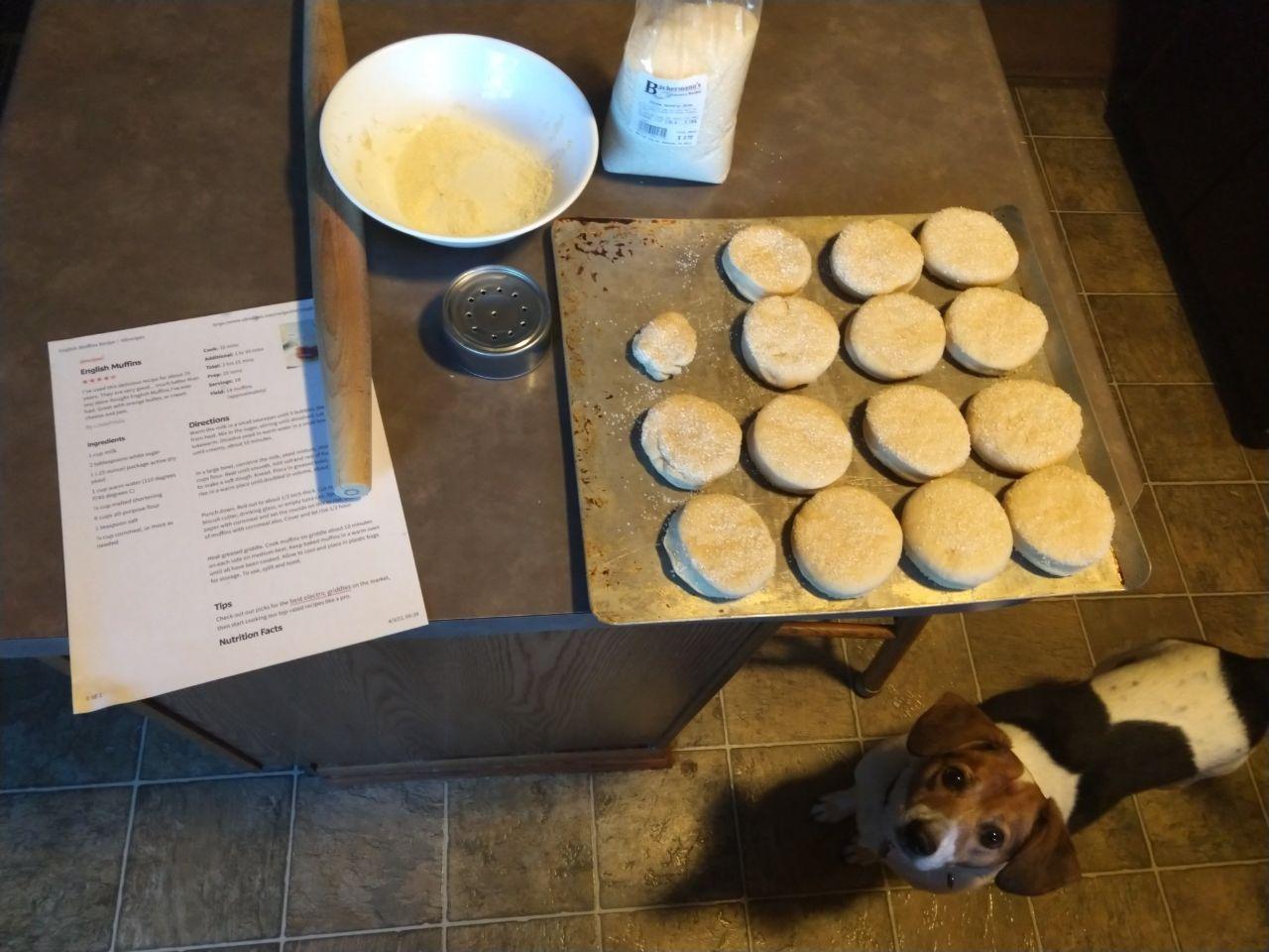 English muffins after cutting out and coating in cornmeal, ready to rise. English muffins after cutting out and coating in cornmeal, ready to rise.