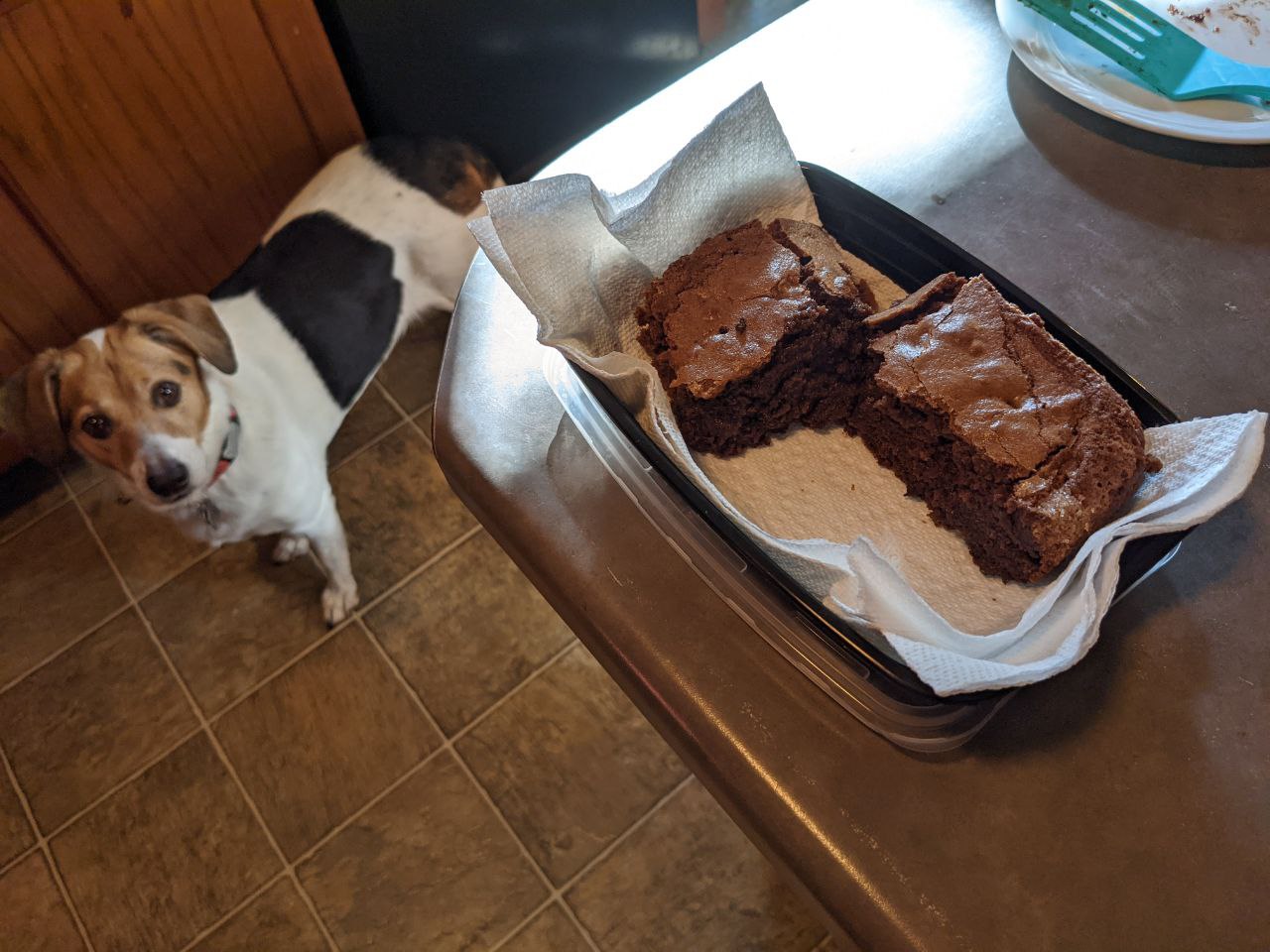 Togo staring at mustard brownies.