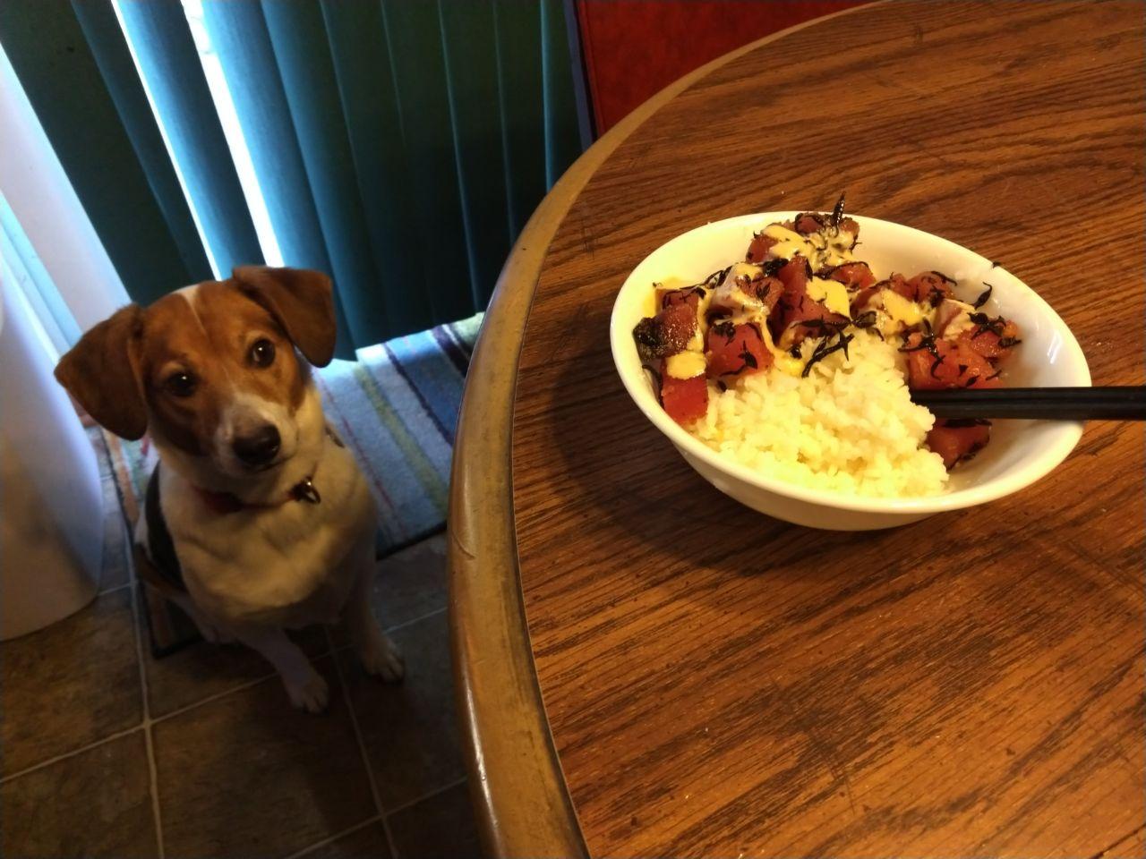 Togo is staring at a bowl of poke. Togo is staring at a bowl of poke.