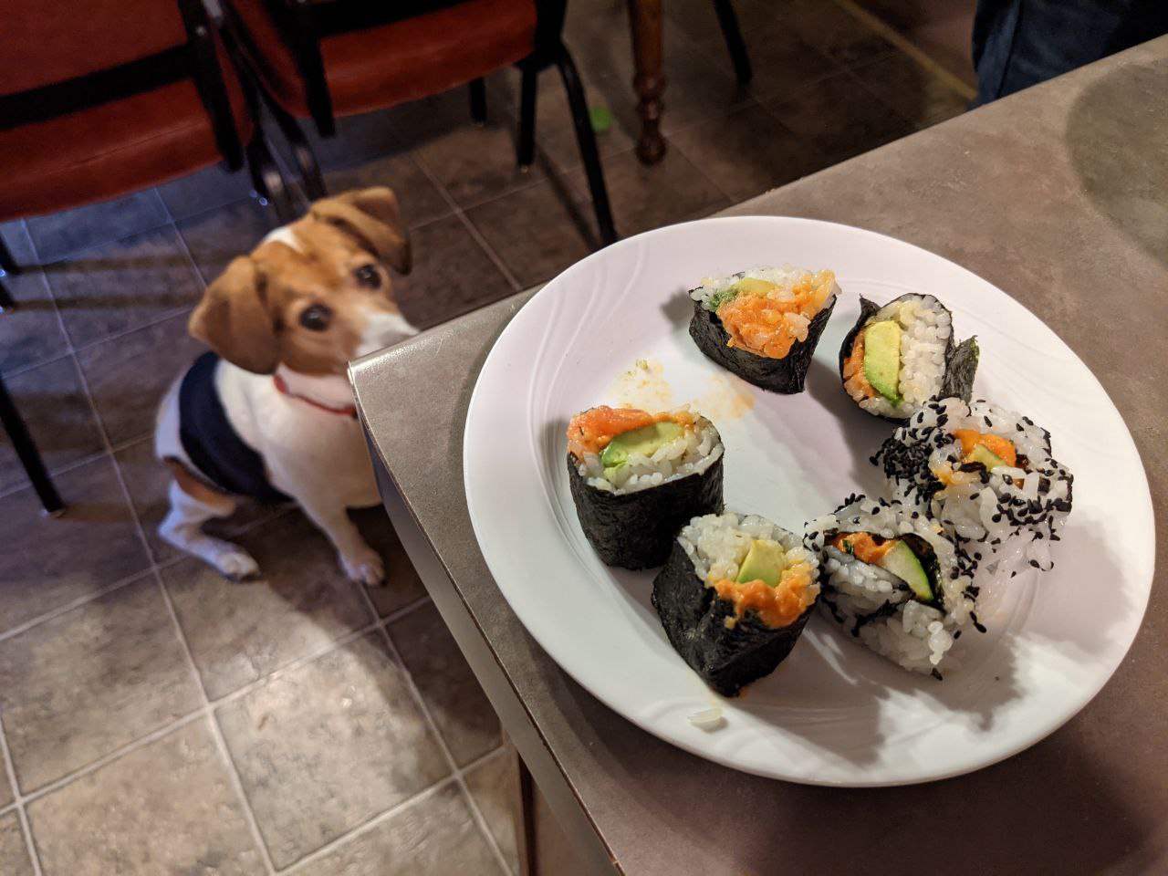 Togo staring at a plate of spicy tuna rolls. Togo staring at a plate of spicy tuna rolls.